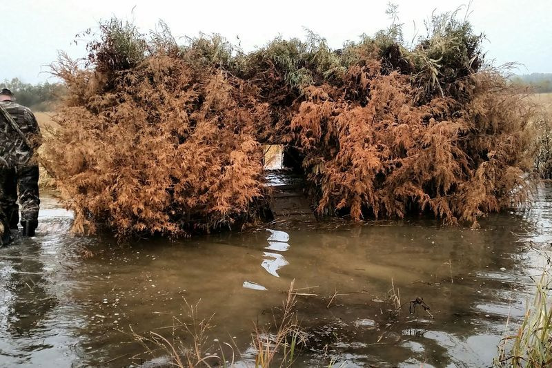 Fotografie de fișier a unei păsări de apă care vânează oarbă la Spring Lake SFWA. Credit: Dale Bowman