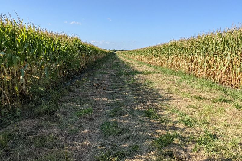 O longo túnel através do milho no caminho de volta do campo após o primeiro dia de caça ao pombo no Parque Estadual de Matthiessen. Crédito: Dale Bowman