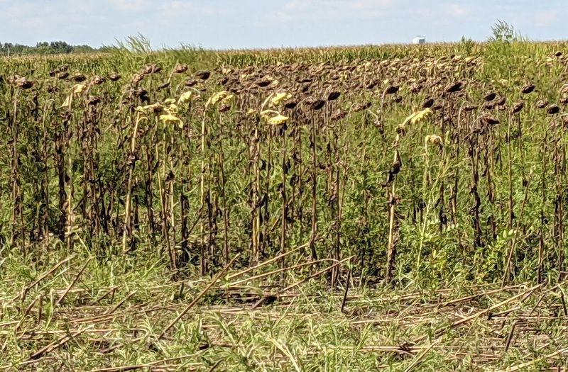 Os campos estavam em boa forma para o primeiro dia de caça ao pombo no Parque Estadual de Matthiessen. Crédito: Dale Bowman