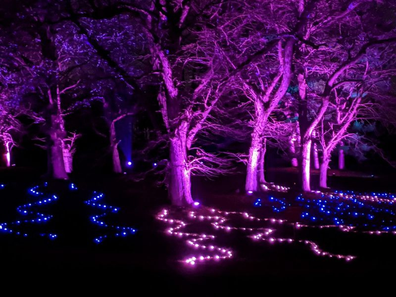 Symphony Woods (rodomas čia 2020 m.) išlieka vienas mėgstamiausių Lisle esančio Mortono medelyno „Illumination“ parodoje. Kreditas: Dale