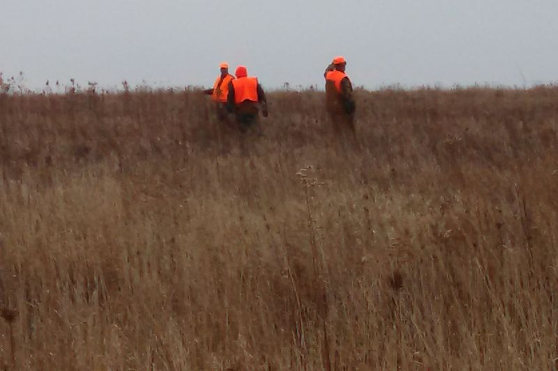 Jägare går på täcket/habitatet vid Saybrook Pheasant Habitat Area. Kredit: Dale Bowman
