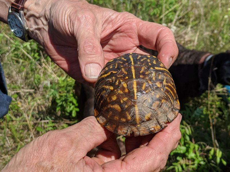 Iš arti Jenny Wren rasto puošnaus vėžlio plano. Kreditas: Dale