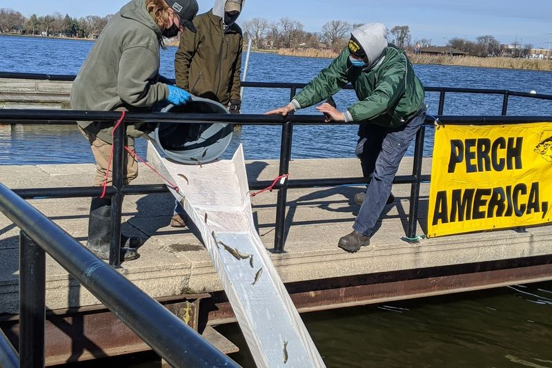 Bruce Caruso (rechts), Stocking Manager für Perch America, stand am Montag kurz vor der Freilassung von Zander in Wolf Lake durch Kyle Werencki (links) von Richmond Fisheries (links) und Alec Sheedlo. Bildnachweis: Dale Bowman