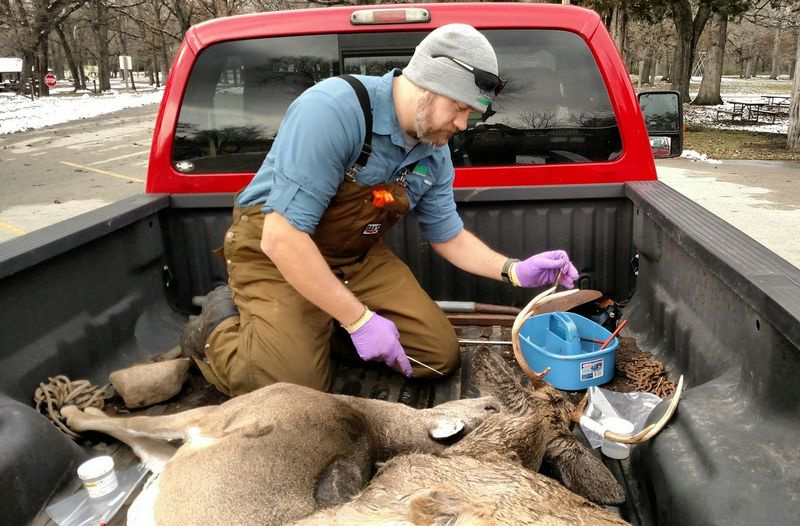 USDA spesialist på dyrelivssykdommer Dan Skinner jobber med hjort sjekket inn i Kankakee River State Park. Dale Bowman/Sun-Times