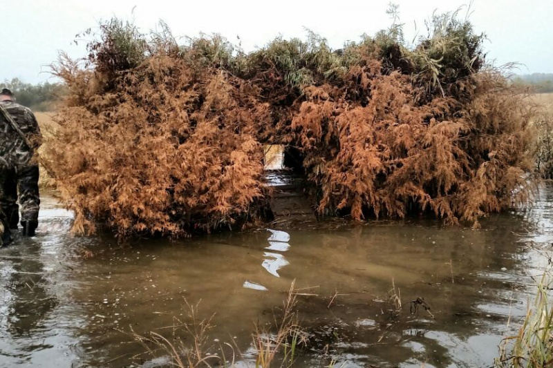   Gambar fail seekor unggas air buta memburu di Spring Lake SFWA.
