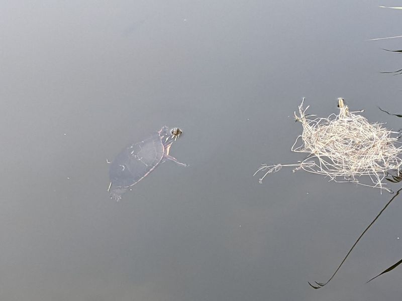 Une tortue remonte pour respirer après avoir nagé dans un banc de crapets verts dimanche dans la zone de pêche et de faune de l