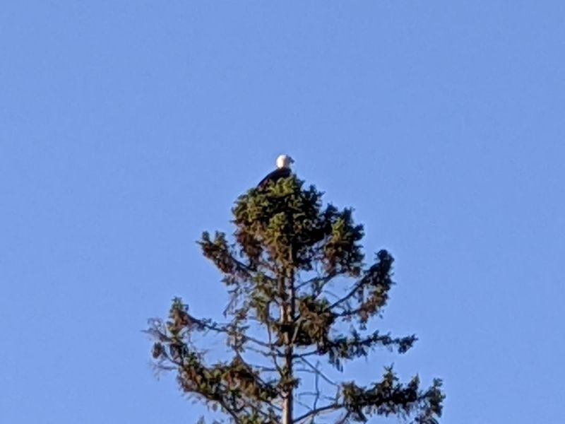 Jeden z mnohých orlov bielohlavých, ktorí boli ako obvykle spozorovaní počas úplne inej jarnej klasiky, každoročného turnaja muskie na reťazci Eagle River v severnom Wisconsine, ktorý organizuje hlavná pobočka spoločnosti Muskies, Inc. Poďakovanie: Dale Bowman