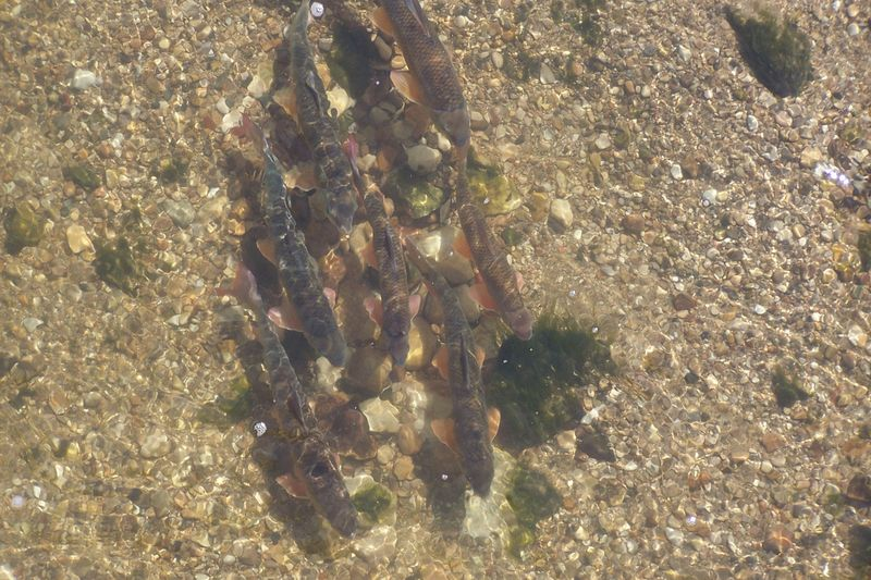 Jednou zo skvelých vecí, ktoré redhorse robí, je beh proti potokom, potom stavanie hniezd pri neresení a jednu samicu zvyčajne navštevuje niekoľko samcov. Kredit: Illinois Department of Natural Resources