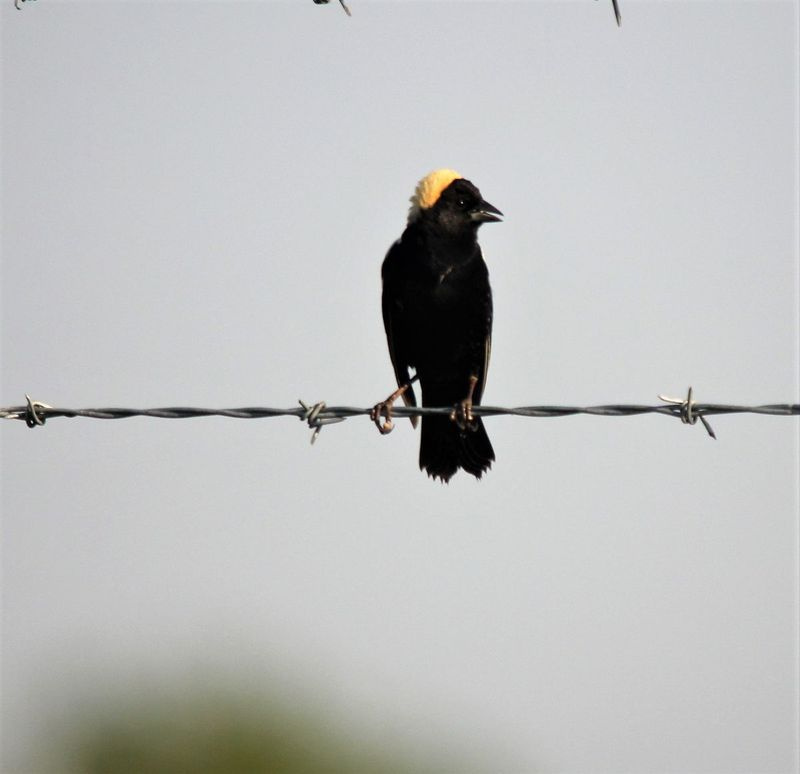 Bobolink ant spygliuotos vielos Midewin National Tallgrass Prairie. Kreditas: Les Winkeler