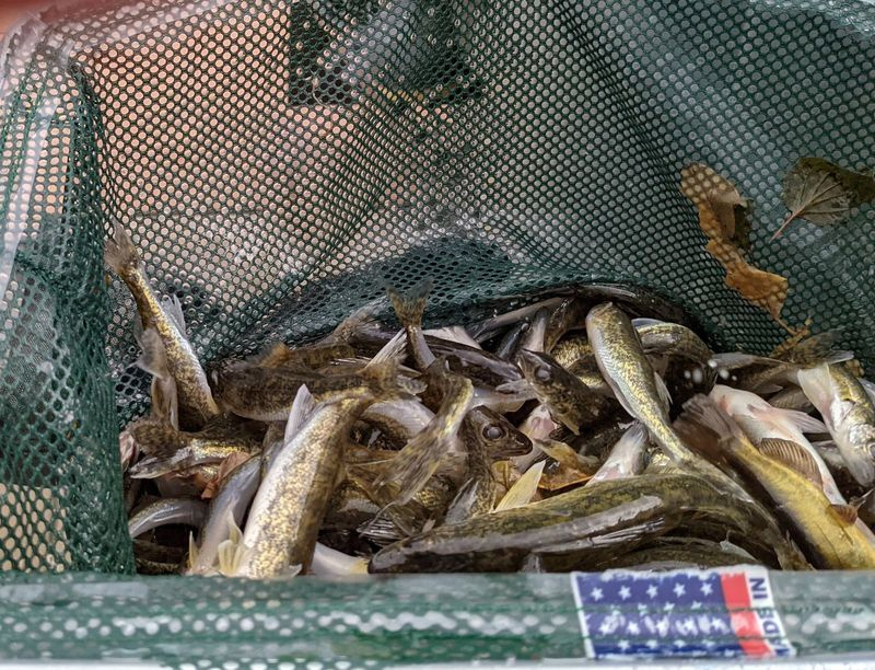 En nettfull walleye som skal lagres i Wolf Lake som en del av et Perch America-prosjekt. Kreditt: Dale Bowman
