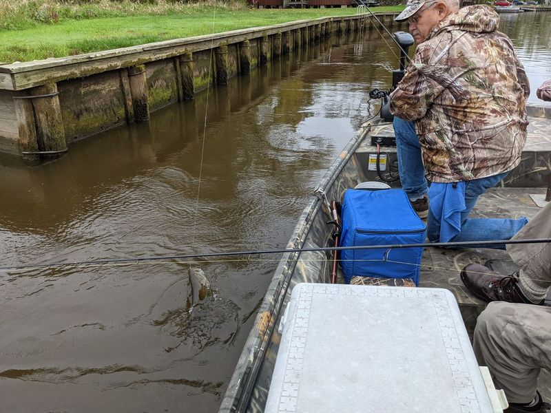 La guida Bill Stoeger si prepara a sbarcare il più grande persico trota della giornata mentre pesca il branzino bianco con Bruce Zolna e Dale Bowman sul fiume Wolf. Attestazione: Dale Bowman