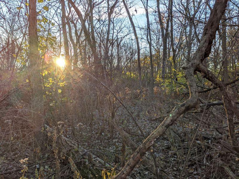 Päikesetõus Des Plainesi osariigi kala- ja metsloomade piirkonnas paljastas Illinoisi esimese tulirelvahooaja avapäeval aeglaselt katte. Krediit: Dale Bowman