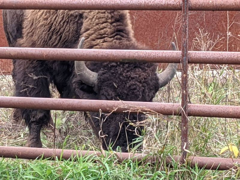 En nyss anlänt ung bison tjur ögon betar i hållpennan efter ankomsten till Kankakee Sands. Kredit: Dale Bowman