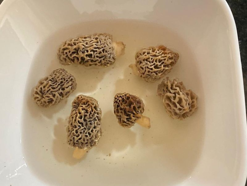 Kyle Danhausen a commencé sa saison de morilles la semaine dernière. Photo fournie