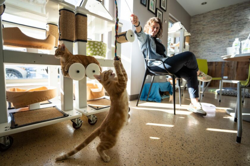   Molly Oster, een vrijwilliger bij Gay for Good, speelt met katten Hulk Hogan en Undertaker tijdens Open House Chicago in Tree House Humane Society, gelegen op 7225 N. Western Ave. aan de noordkant, zaterdag 15 oktober. Het gebouw, dat is ontworpen om energiezuiniger te zijn, beschikt over veel natuurlijk licht, verwarmde vloeren, een balkon voor katten, een kattencafé en een kliniek, aldus directeur Operations Jamie Gay.
