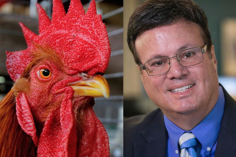 En New Hampshire hane, venstre; Cook amtskommissær Peter N. Silvestri, til højre