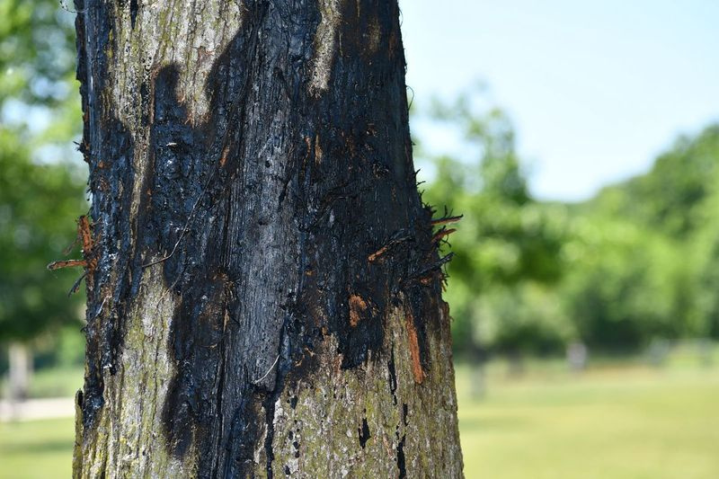 Thomas je obviněn z pozměňování flóry a dostal pokutu 225 dolarů od policie Forest Preserve.