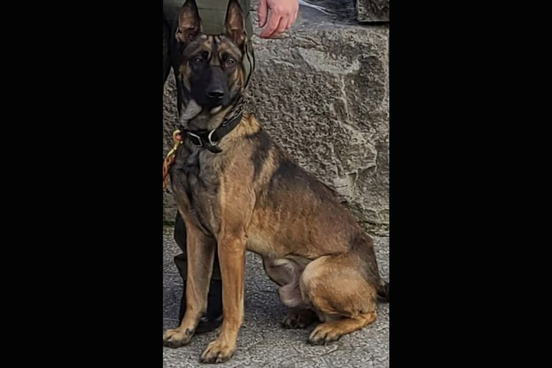 Thanos, um Malinois belga de 2 anos do Condado de Lake, Indiana, Departamento do Xerife.