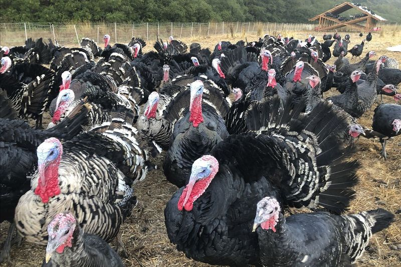 Kalkuner vises i en penn på Root Down Farm i Pescadero, California. Mange kalkunbønder er bekymret for at deres største fugler ikke vil havne på Thanksgiving-bord på grunn av den pågående koronaviruspandemien og restriksjoner på store samlinger.