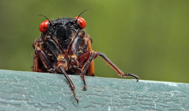 タンパク質が豊富で、グルテンフリー、低脂肪、低炭水化物のセミは、ネイティブアメリカンによって食料源として使用され、今でも多くの国で人間に食べられています。