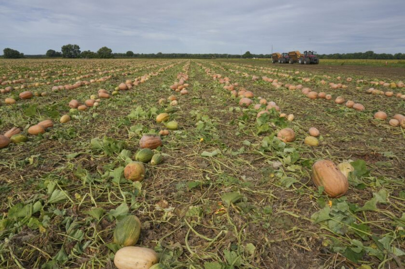   Dýně jsou vidět na poli na farmě Billa Sahse v Atlantě, Illinois. Na farmách v centrálním Illinois, které dodávají 85 % světové konzervované dýně, zemědělci jako Sahs používají regenerační techniky určené ke snížení emisí, přilákání přirozených opylovačů, jako jsou včely a motýli, a ke zlepšení zdraví půdy. 