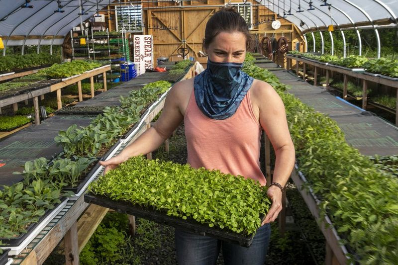 Jamien Richardson move uma bandeja com bebês de rúcula em um galpão em Spear Spring Farm em Warren, Maine. Spear Spring é uma das muitas fazendas que tiveram um aumento no número de ações agrícolas apoiadas pela comunidade vendidas aos clientes, provavelmente como resultado da pandemia de coronavírus.