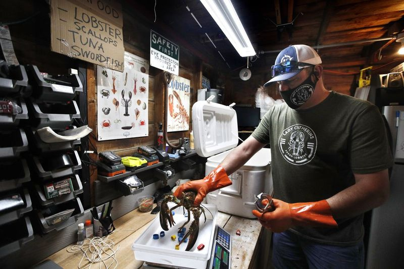 Eric Pray pesa uma lagosta em sua garagem em Portland, Maine. O desligamento do coronavírus fez com que Pray vendesse seu produto direto aos clientes.