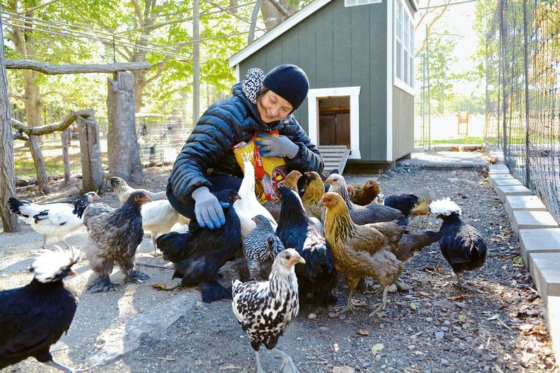 Die Schauspielerin Isabella Rossellini füttert einen Teil der fast 100 Hühner, die sie auf ihrer Farm in der Nähe ihres Hauses in Long Island, New York, besitzt. | Patrice Casanova Foto