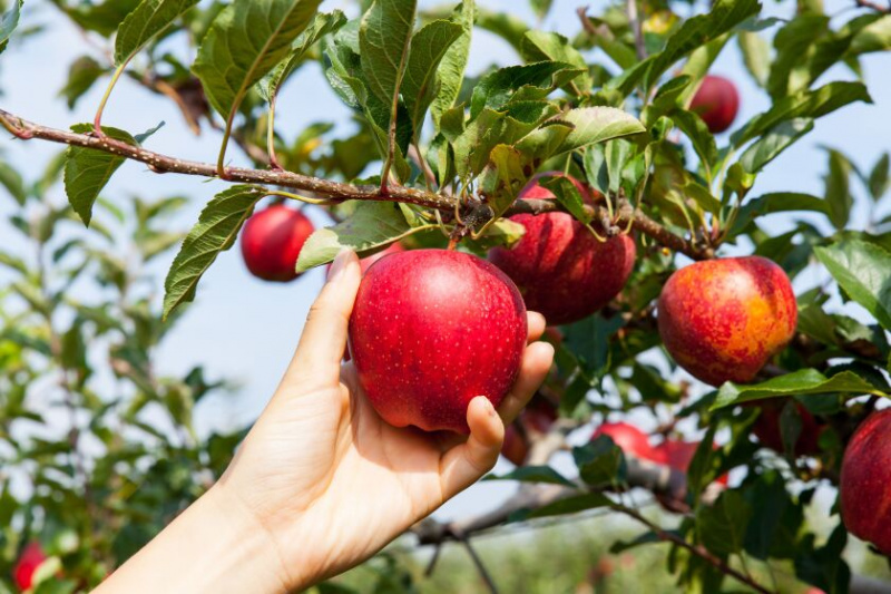   Es la mejor temporada de recolección de manzanas en todo el Medio Oeste. 