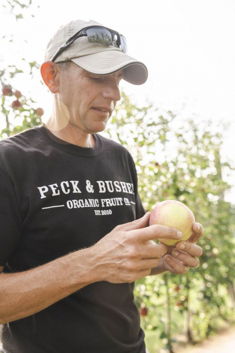   Joe Fahey, propietario y horticultor de Peck and Bushel Fruit Company en Colgate, Wisconsin, revisa una manzana orgánica temprana. Foto de Sara Stathas / Cortesía de Peck and Bushel
