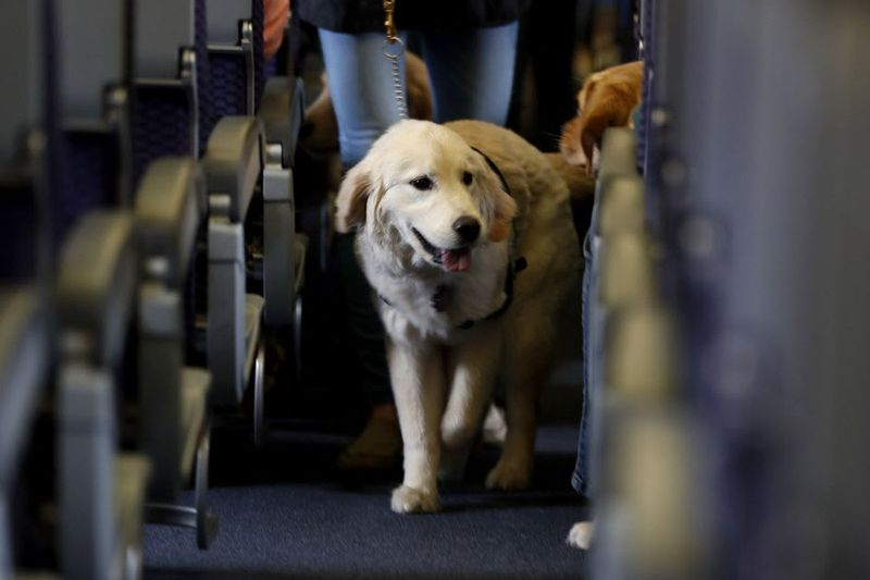 介助犬がニューアークリバティー国際空港のユナイテッド航空の飛行機内の島を散歩します。