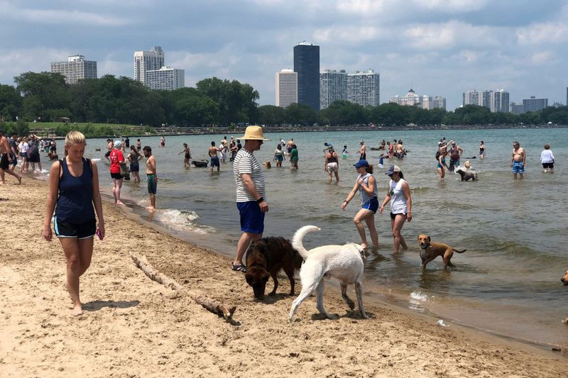 Žmonės ir šunys mėgaujasi Mičigano ežeru Čikagos Montrose Dog Beach paplūdimyje. Liūtas Dži / Saulės laikai