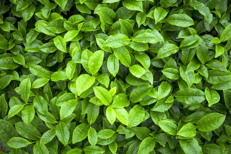 Feuilles de thé vert.