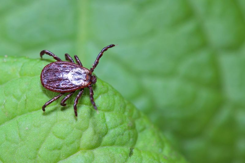 Bien que la plupart des 900 espèces de tiques estimées dans le monde ne représentent pas une menace pour la santé des humains, la poignée qui le fait peut propager de vilaines maladies via leurs piqûres.