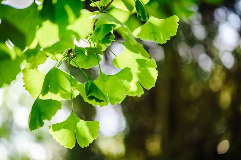 Ginkgo lehtede ekstraktid sisaldavad bioaktiivseid aineid, sealhulgas flavonoide ja terpenoide, mis arvatakse olevat tervisele kasulikud.